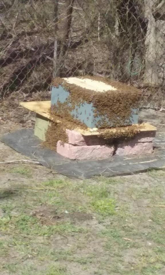 Swarming Bees