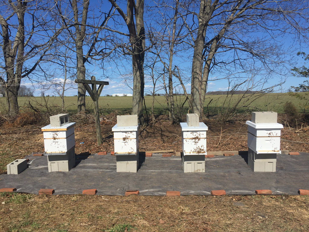 Spring has sprung, healthy new hives